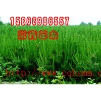 供應(yīng)【90cm黑松苗】【 黑松小苗】