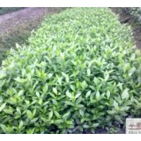 大量批發(fā)海桅子苗圃苗