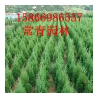 低價(jià)供應(yīng)側(cè)柏苗