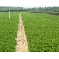 供應(yīng)優(yōu)質(zhì)龍柏小苗 100萬株