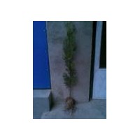 供應80以上營養(yǎng)缽側柏苗