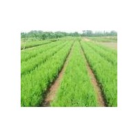 供應原床側柏小苗