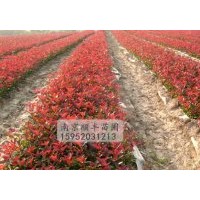 紅葉石楠扦插小苗供應(yīng)