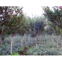 紫薇小苗供應(yīng)