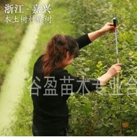 供應櫸樹苗、櫸樹小苗、一年生櫸樹