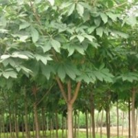 大量供應(yīng)七葉樹、核桃樹