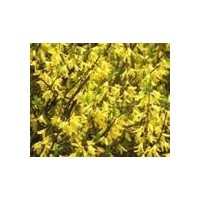 常年供應(yīng)綠化苗木:云杉,黑松,樟子松