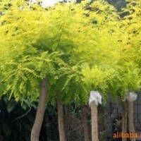 綠化苗木--開原木锨苗木常年大量供應(yīng) 質(zhì)優(yōu)價廉