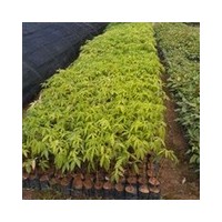 批發(fā)美麗木棉價(jià)格,美麗木棉樹(shù)苗價(jià)格,美麗木棉小苗