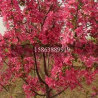 北美海棠-山東北美海棠-北美海棠價格-山東北美海棠基地