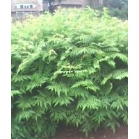 出售自家的搖錢樹苗