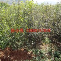 榆葉梅小苗 河北榆葉梅小苗 保定榆葉梅小苗