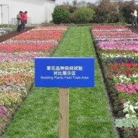 容器苗 金葉女貞營(yíng)養(yǎng)缽、金森女貞營(yíng)養(yǎng)缽、紅葉石楠營(yíng)養(yǎng)缽、紅葉