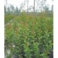 供應紫薇小苗 紫薇樹苗價格 紫薇苗木 百日紅樹苗紫薇種子