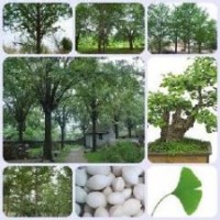 供應(yīng)山東優(yōu)質(zhì)銀杏樹