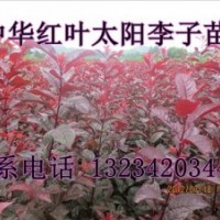 紅葉李子苗