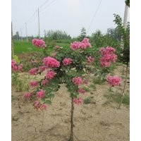 紅花紫薇苗赤薇苗基地直銷100萬株