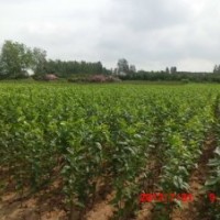 出售櫻花小苗，80-180高度