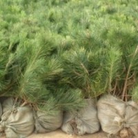 山東市場特供70公分營養(yǎng)杯油松樹苗種子