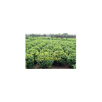 供應(yīng)；冬青、黃楊、蜀儈價格便宜