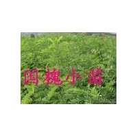 優(yōu)質(zhì)國槐小苗 國槐樹供應(yīng) 山西國槐基地