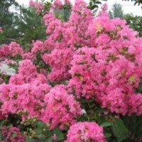 紫薇小苗、批發(fā)百日紅小苗、200萬株