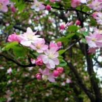 八棱海棠樹苗木基地