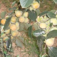 常年供應(yīng)柿樹苗、綠化柿樹、柿子樹苗、柿苗