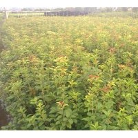 八月桂，丹桂，朱砂桂，紅花繼木，金森女貞