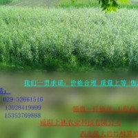 上林速生竹柳 綠化祖國未來