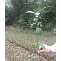 杜仲小苗500萬便宜賣