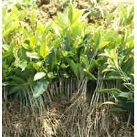 桂花苗供應(yīng)|桂花苗批發(fā)|桂花苗出售-萬信桂花苗基地