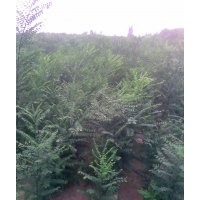 供應(yīng)國槐 皂角 文冠 牛筋小苗