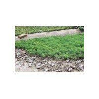 供應白皮松 營養(yǎng)杯,1-2年苗