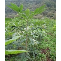 七葉樹 白皮松 油松