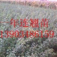 供應連翹樹苗 連翹小苗 綠化連翹苗 連翹小苗報價