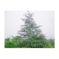 苗圃直銷紅葉碧桃，紫荊，紫薇