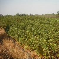 供應小苗：當年生的紅楓，西府海棠，紅葉石楠，扦插桂花，草櫻，