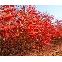 秋季低價出售紫葉李，速生柳，垂柳，黃金柳，銀杏