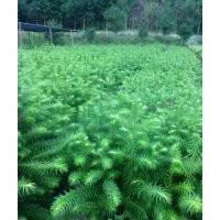 大量供應(yīng)一年生杉苗，超低價(jià)杉苗