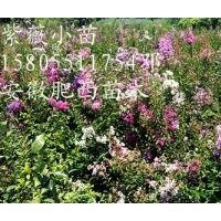 安徽合肥肥西館驛苗木場低價(jià)批發(fā)香樟小苗，紫薇小苗，大葉女貞小