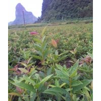 大量供應(yīng)桂花苗