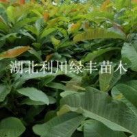 供應(yīng)湖北利川凹葉厚樸樹小苗 40公分高厚樸苗價格 批發(fā)厚樸苗