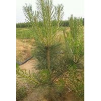 常年對外銷售45厘米油松綠化苗