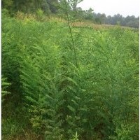 國槐兩年小苗米徑1.2-2厘米50000棵