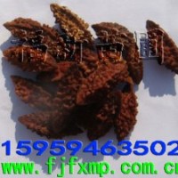 杜英種子 杜英樹(shù)種 杜英育苗技術(shù)