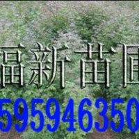 楓香樹(shù)苗 楓香種子 楓香苗 楓樹(shù)