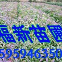 木荷 木荷種子 木荷苗 荷木樹(shù)苗