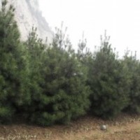 供應(yīng)營養(yǎng)杯白皮松、側(cè)柏