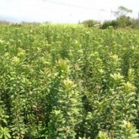 供應(yīng)楊梅苗 楊梅樹苗 楊梅樹 東魁楊梅苗 黑炭楊梅苗